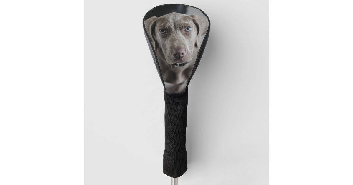weimaraner-puppy golf head cover | Zazzle