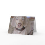 Weimaraner Puppy Greeting Card