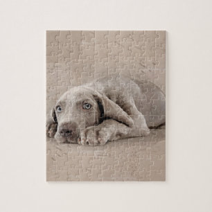 Weimaraner puppy jigsaw puzzle