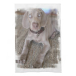 Weimaraner Puppy Kitchen Towel