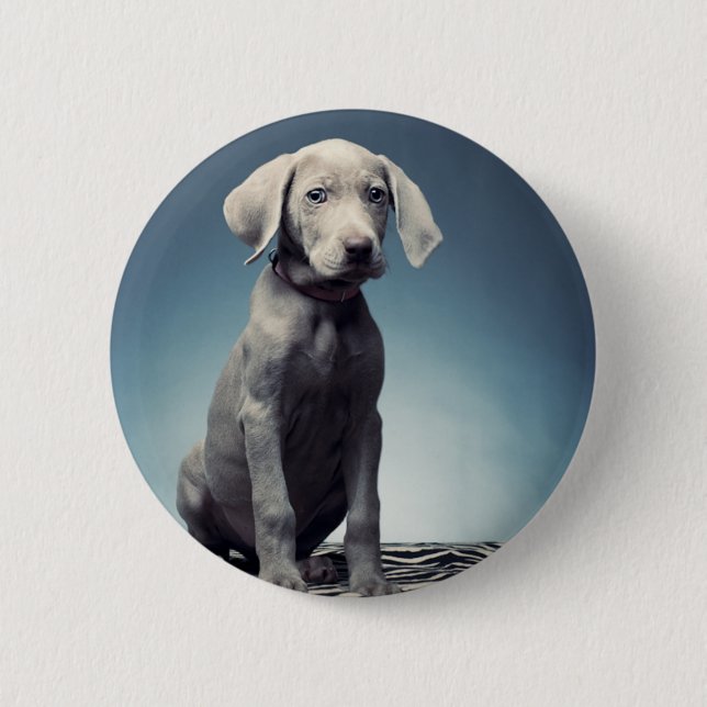 Weimaraner puppy pinback button (Front)