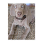 Weimaraner Puppy Postcard
