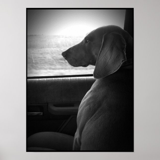 Weimaraner Riding Shotgun - Canvas Poster (Front)