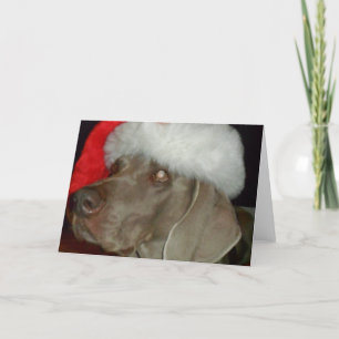 Weimaraner Santa Card