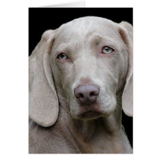Weimaraner Silver Gray Cards (Front)