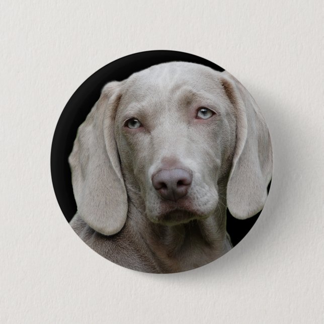 Weimaraner Silver Gray Pinback Button (Front)