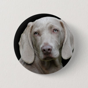 Weimaraner Silver Gray Pinback Button