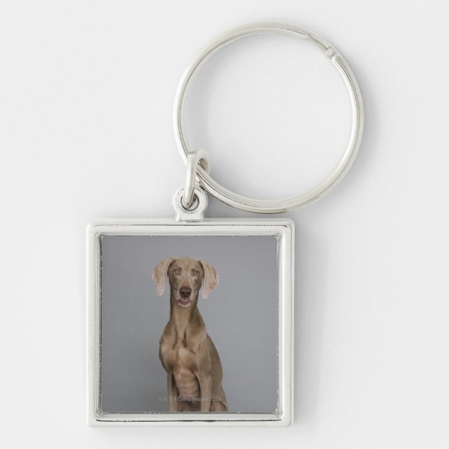 Weimaraner sitting, studio shot keychain (Front)