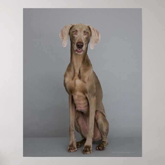 Weimaraner sitting, studio shot poster (Front)
