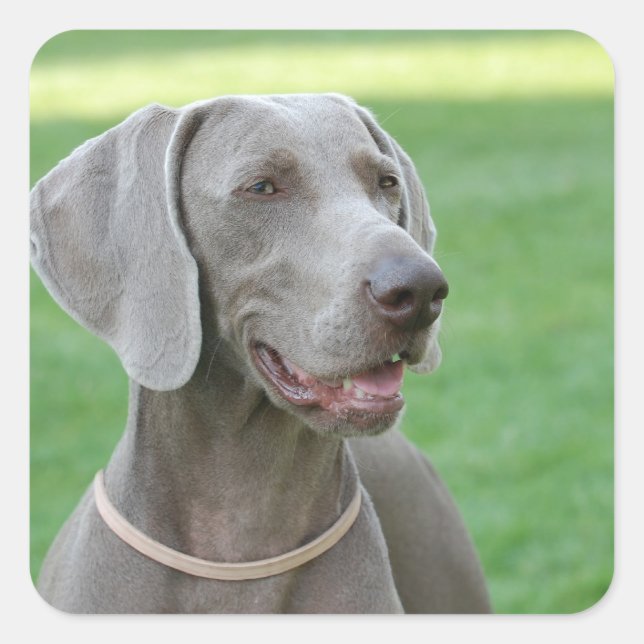 Weimaraner Square Sticker (Front)