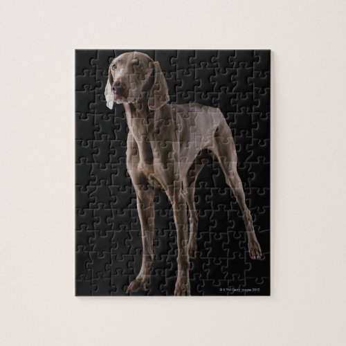 Weimaraner studio shot jigsaw puzzle