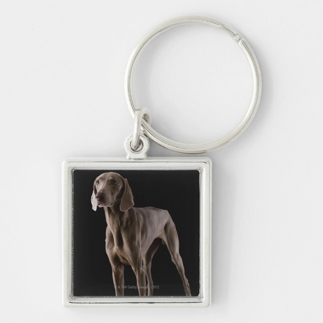 Weimaraner, studio shot keychain (Front)