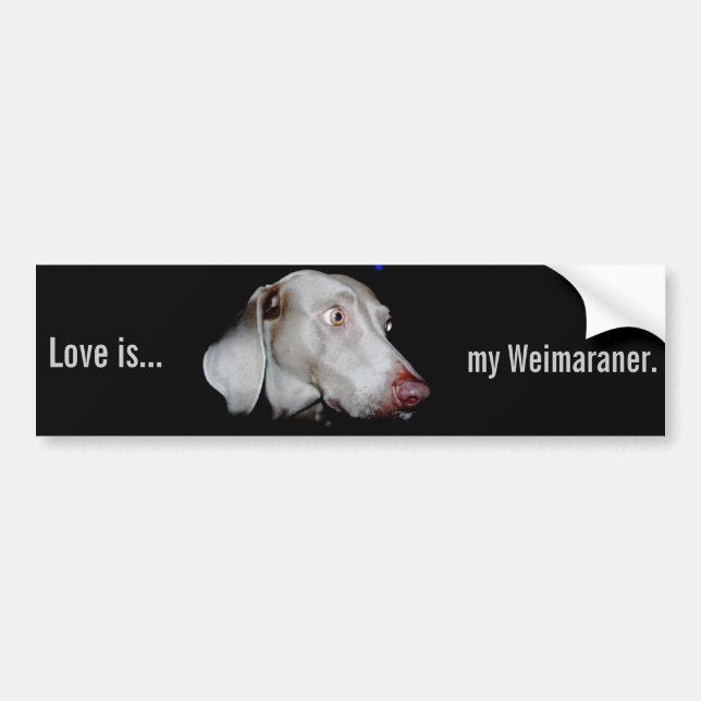 Weimaraner - The Gray Ghost Bumper Sticker (Front)