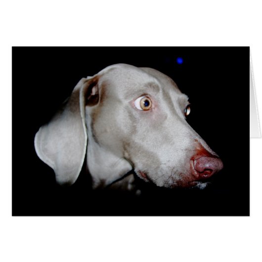 Weimaraner - The Gray Ghost Cards (Front Horizontal)