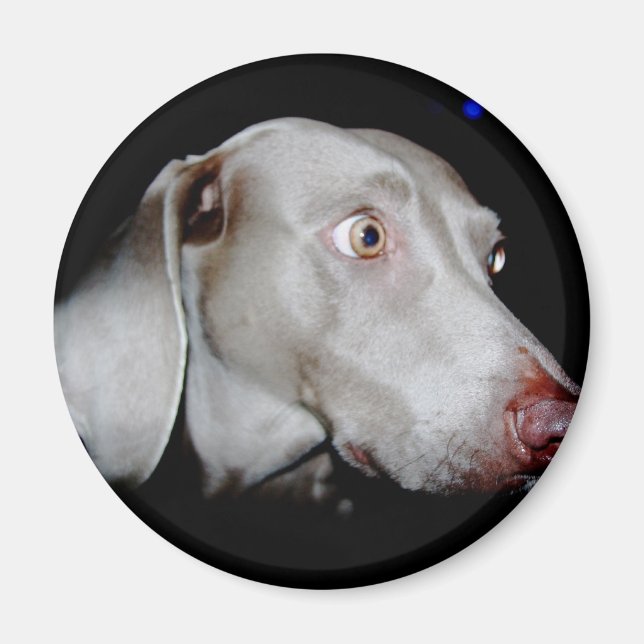 Weimaraner - The Gray Ghost Magnet (Front)