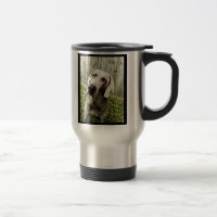 Weimaraner