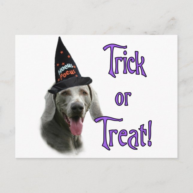 Weimaraner Trick Postcard (Front)