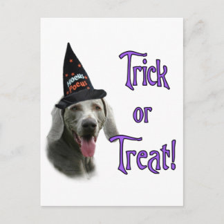 Weimaraner Trick Postcard