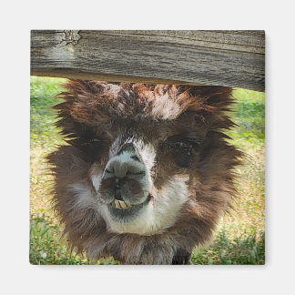 Weird Alpaca Magnet
