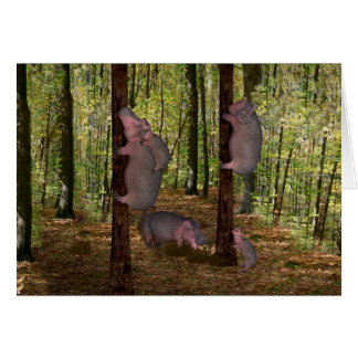 Weird Koala-Wannabe Hippos