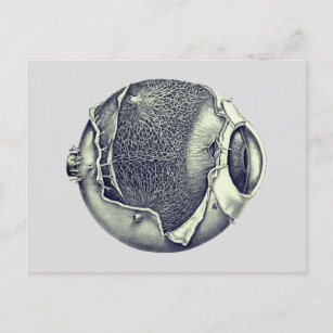Weird Modern Vintage Eyeball Detail Drawing Gray Postcard