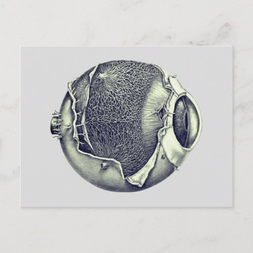 Weird Modern Vintage Eyeball Detail Drawing Gray Postcard