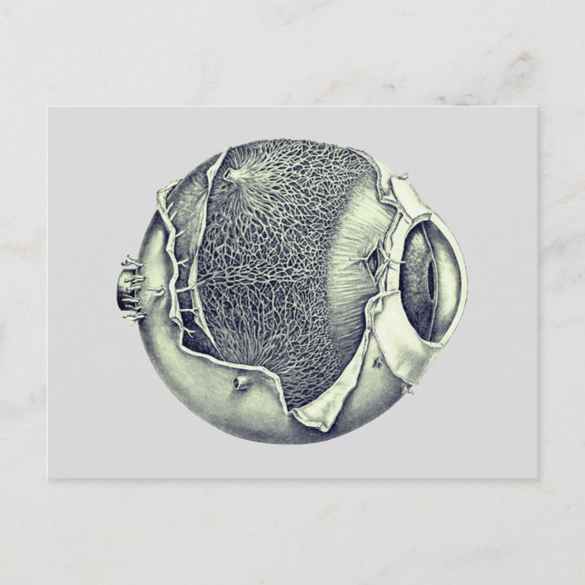 Weird Modern Vintage Eyeball Detail Drawing Gray Postcard (Front)