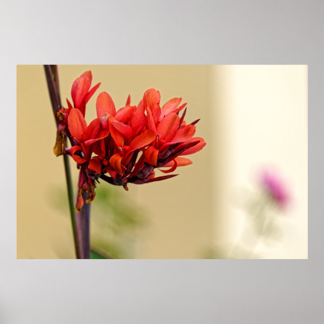 weird red flower poster (Front)