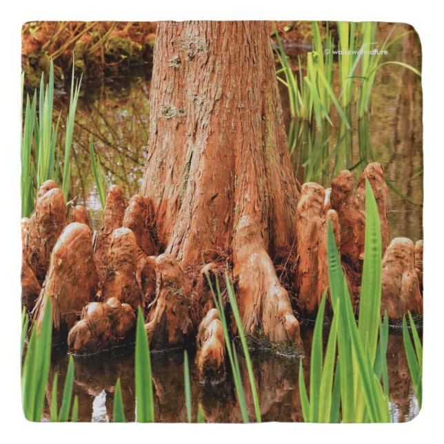 Weird Strange Bald Cypress Tree Knees Trivet (Front)
