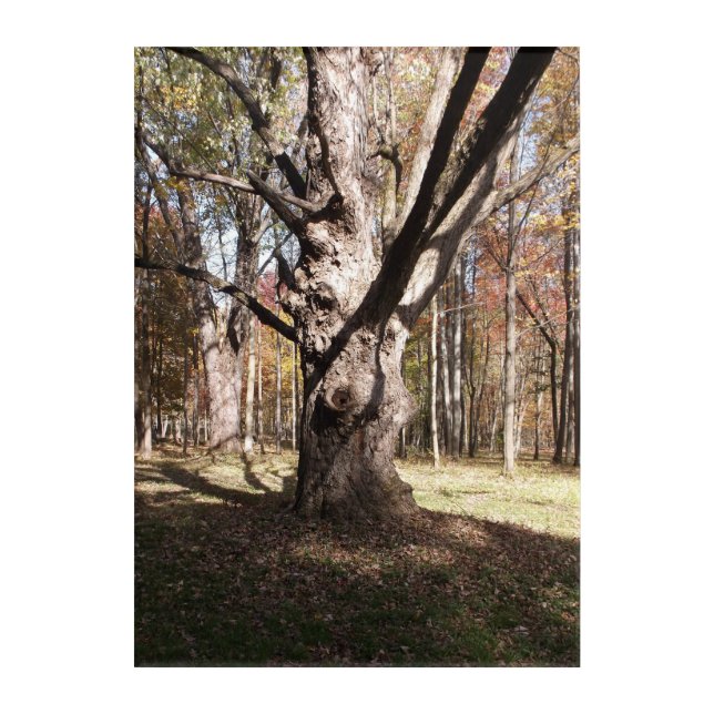 Weird Tree Acrylic Print (Front)