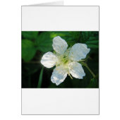 Weisse Brombeerblüte (Front)