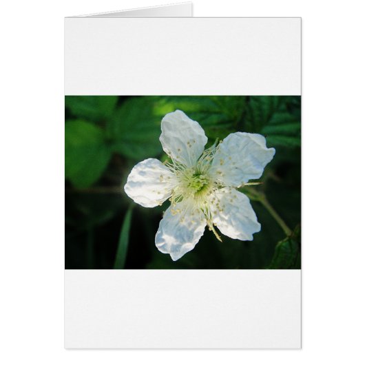 Weisse Brombeerblüte Cards (Front)