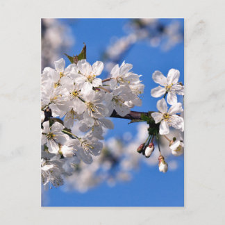 Weisse Kirschblüten Postcard