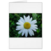 Weisse Margerite (Front)