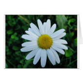 Weisse Margerite (Front Horizontal)