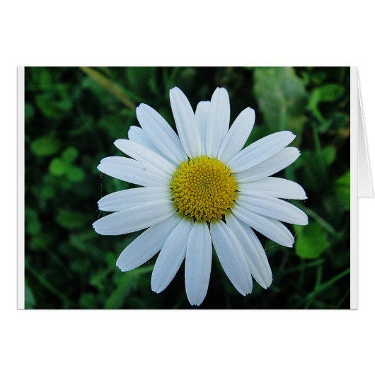 Weisse Margerite (Front Horizontal)