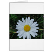 Weisse Margerite auf Stäbchen (Front)