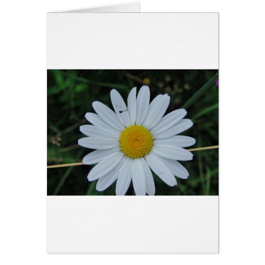 Weisse Margerite auf Stäbchen Cards (Front)