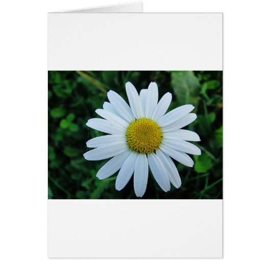 Weisse Margerite Cards (Front)