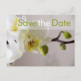 Weiße Orchidee • Save-the-Date-Postkarte Announcement Postcard