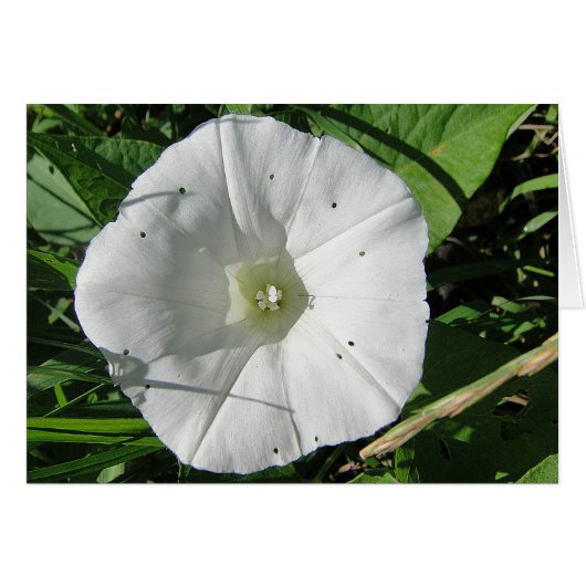 Weisse Windenblüte, Grusskarte, blanko (Front Horizontal)