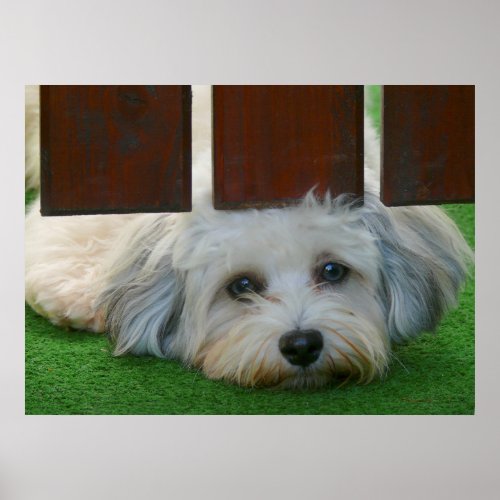 weier Havaneser_Hund schaut unter Gartentor durch Poster