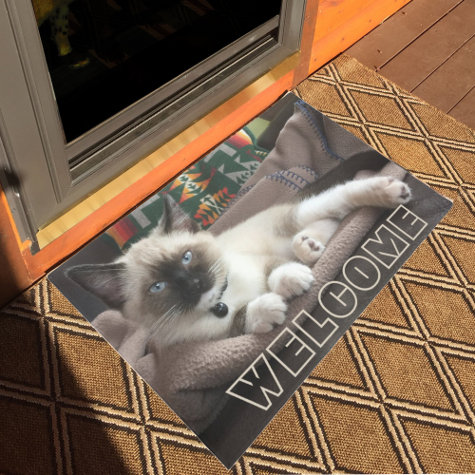 Welcome Adorable Blue Eyed Siamese Kitten