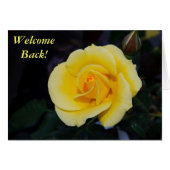Welcome Back Yellow Rose (Front Horizontal)