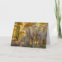 Welcome Fall Golden Twilight Miscanthus