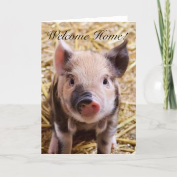 Welcome Home Piglet Greeting Card by pdphoto at Zazzle