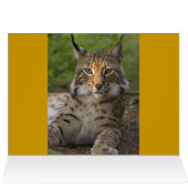 WELCOME LEOPARD (Inside Horizontal (Top))