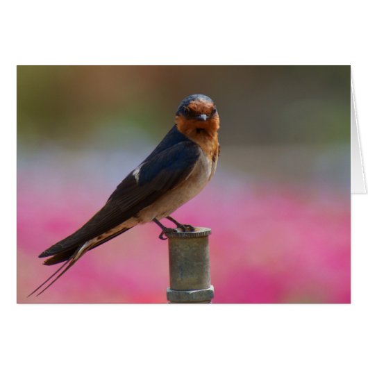 Welcome Swallow Cards (Front Horizontal)
