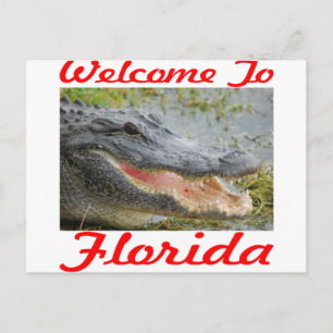 Welcome To Florida Gator Postcard