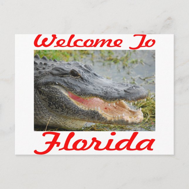 Welcome To Florida Gator Postcard (Front)